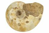 Jurassic Ammonite Fossil - Sakaraha, Madagascar #251299-1